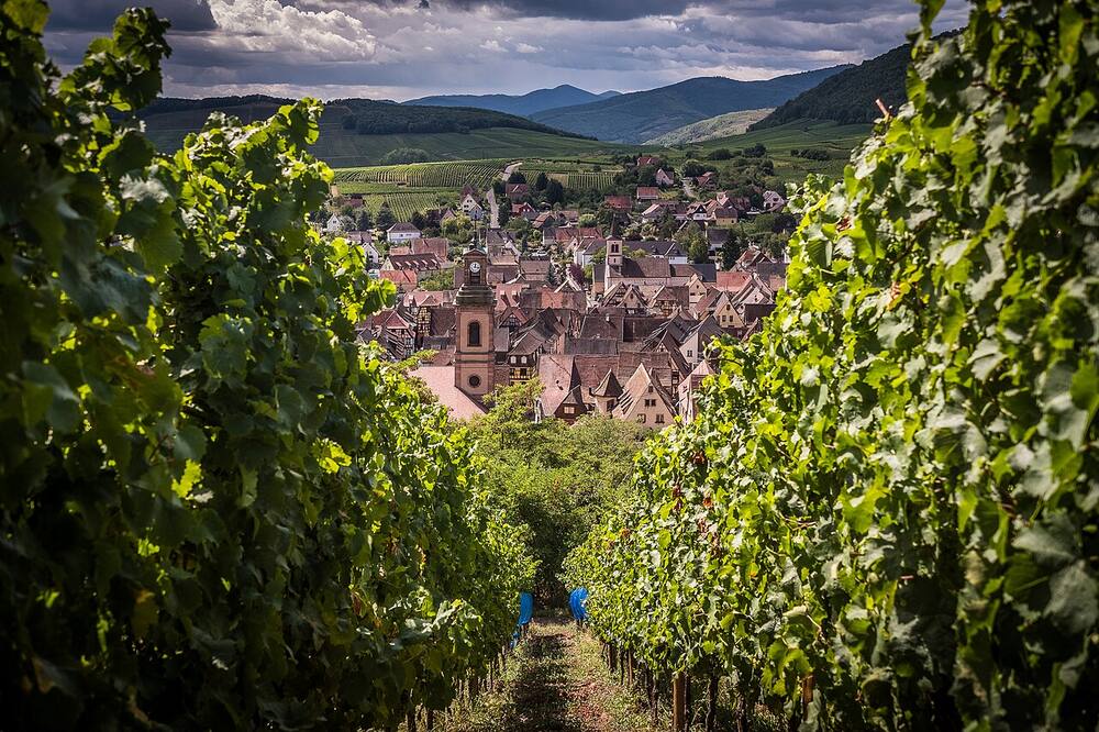 Vignoble alsacien.