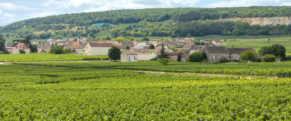 Rangs de vigne en Bourgogne.