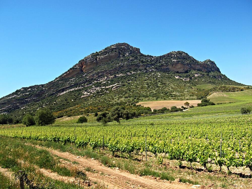 Vignes en Corse.